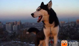 韩国哈士奇爆料视频